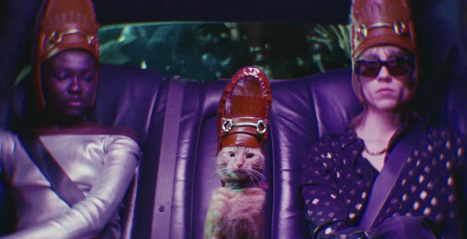 Cat Wears a Shoe as a Hat for TK Maxx and ‘Breaks the Internet’ Image