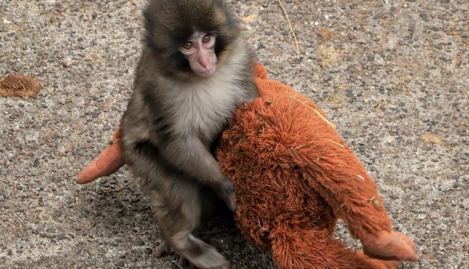 Gut Punch: What a Baby Monkey Teaches Us About Impactful Content