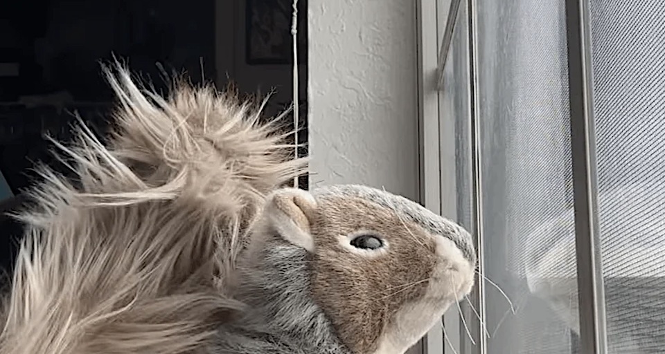 Creator Corner: Nibs the Squirrel Is Having a Moment