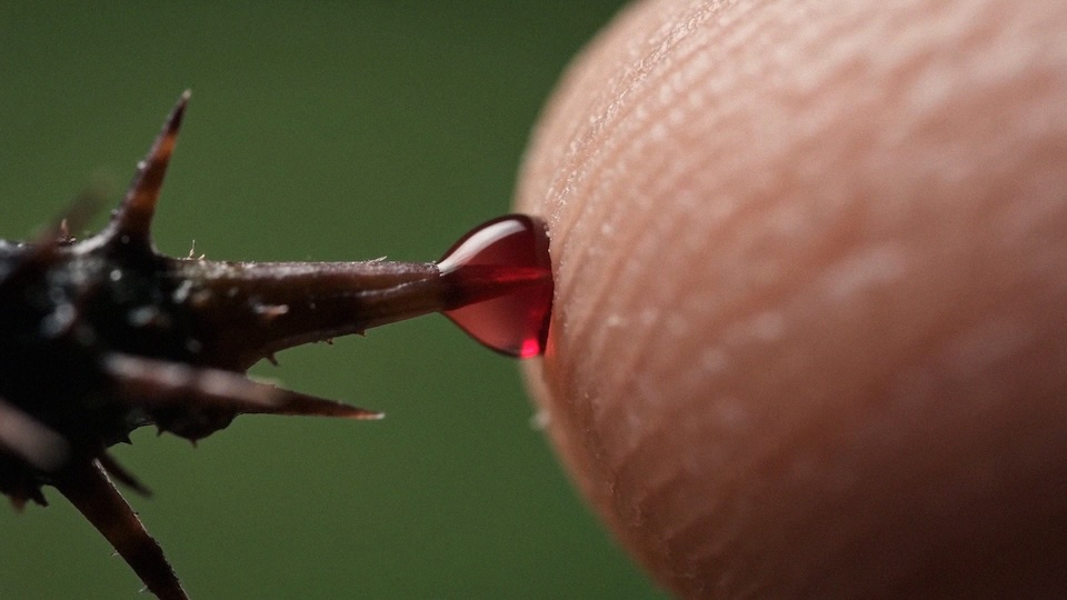 Macro shot of a sharp thorn with a red droplet at its tip near a fingertip.