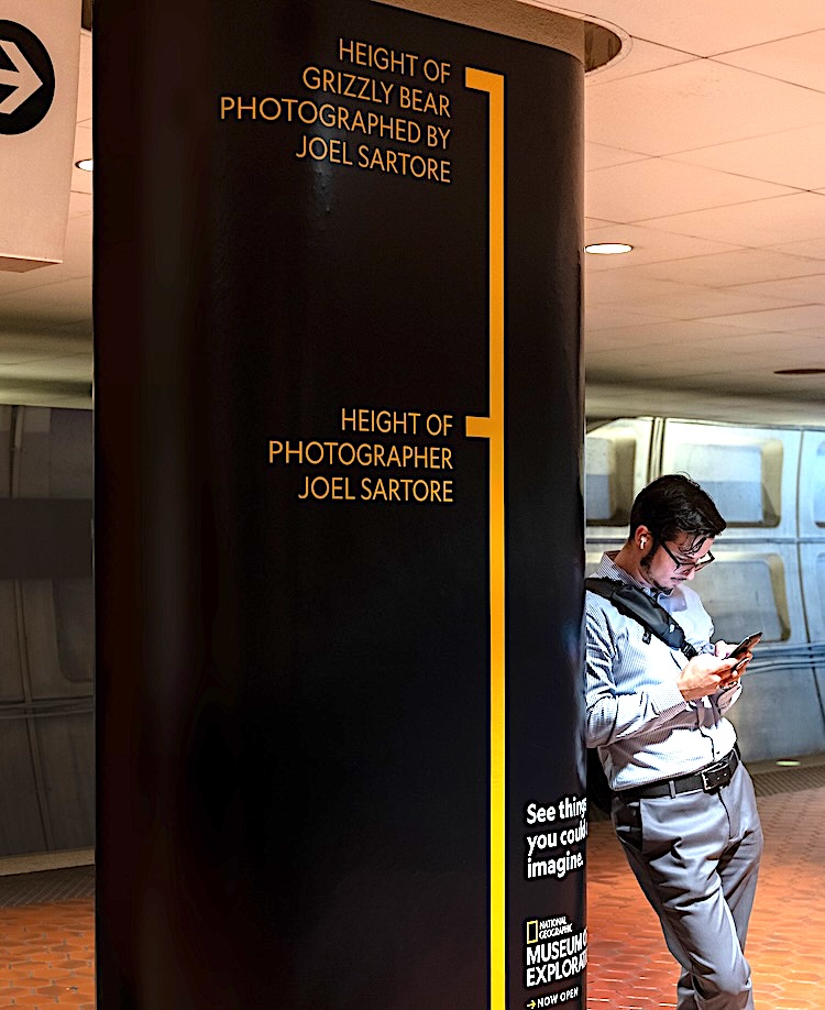 Exhibit pillar marking the height of a grizzly bear photo by Joel Sartore, with a man beside it looking at his phone.
