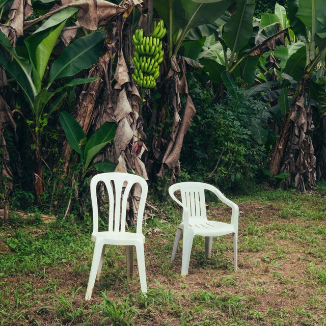 Two white plastic chairs set on a grassy clearing among banana plants with a hanging banana bunch above.
