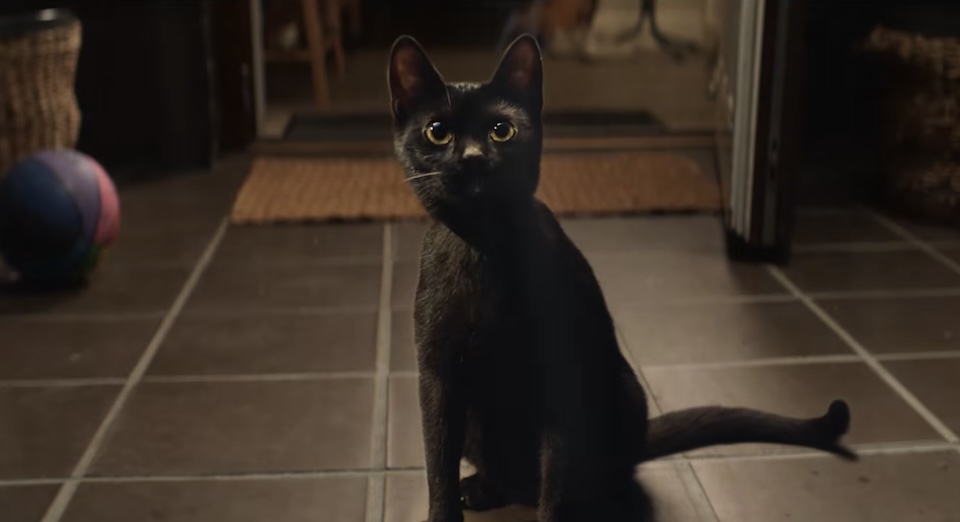 AXA's Black Cat Scares Up Some Halloween Spirit