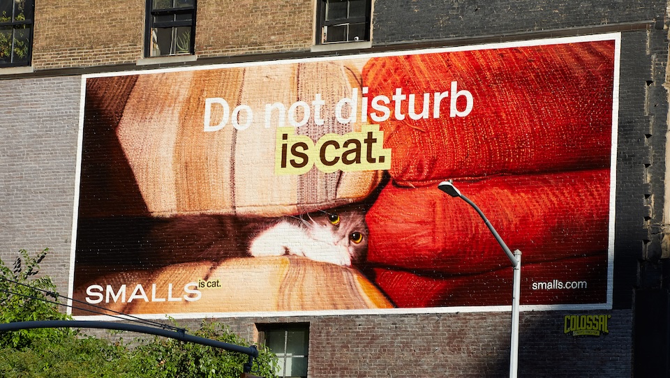 Smalls Celebrates All the Things Cats Are