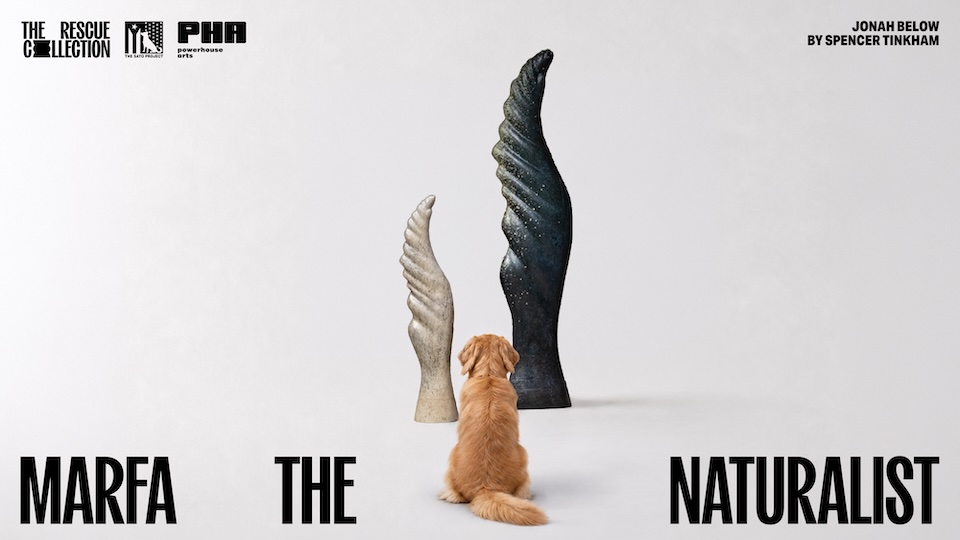 Our Ad of the Week Goes to the Dogs to Drive Pet Adoptions