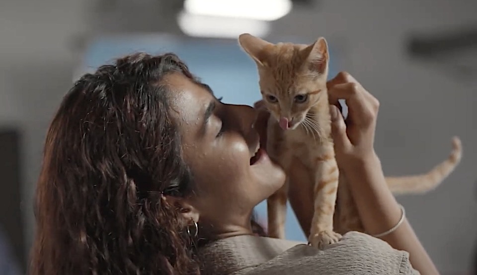 Is This the Cutest Cat Adoption Spot of All Time?