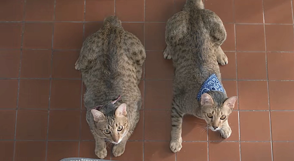 Pramy Says Cats Are Just Like People. That's a Good Thing?